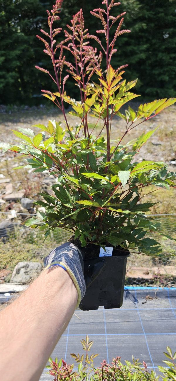 Astilbe 'Mighty Chocolate Cherry' PBR