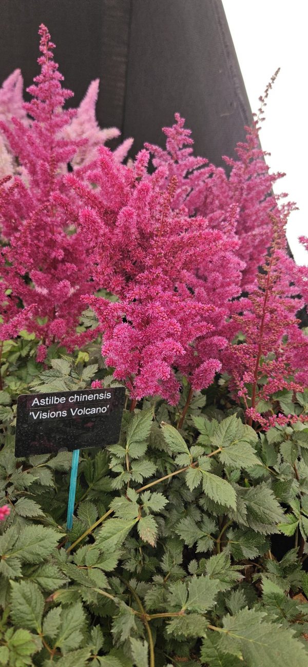 Astilbe chinensis 'Vision Vulcano'