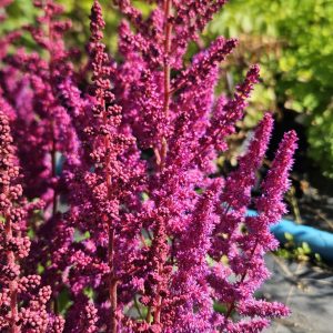 Astilbe chinensis 'Vision in Red'