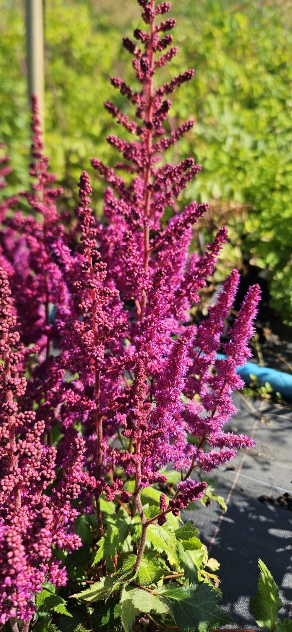 Astilbe chinensis 'Vision in Red' Astilbe chinensis 'Vision in Red'