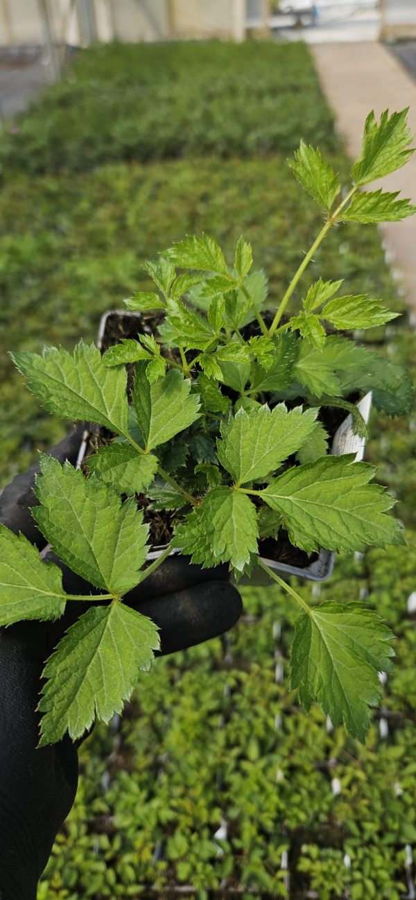 Astilbe chinensis var. pumila Astilbe chinensis var. pumila