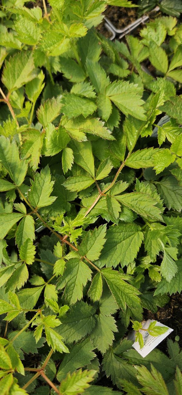 Astilbe chinensis var. pumila2 Astilbe chinensis var. pumila