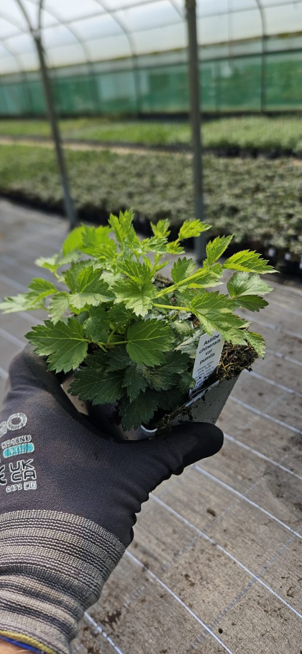 Astilbe chinensis var. pumila3 Astilbe chinensis var. pumila