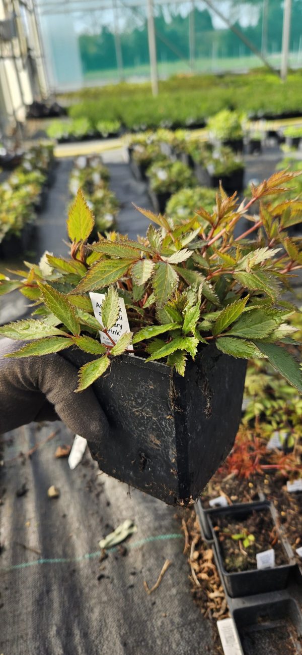 Astilbe x arendsii 'Astary Pink' Astilbe x arendsii 'Astary Pink'