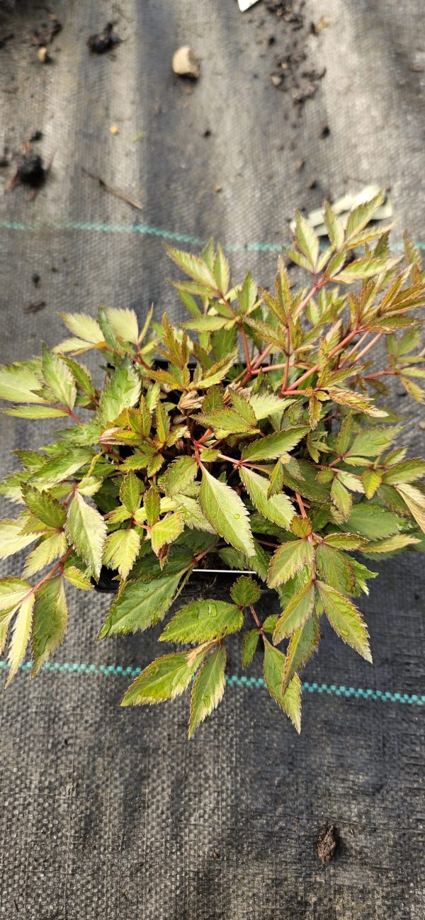 Astilbe x arendsii 'Astary Pink'2 Astilbe x arendsii 'Astary Pink'