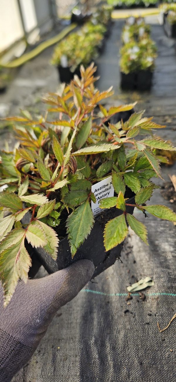 Astilbe x arendsii 'Astary Pink'3 Astilbe x arendsii 'Astary Pink'