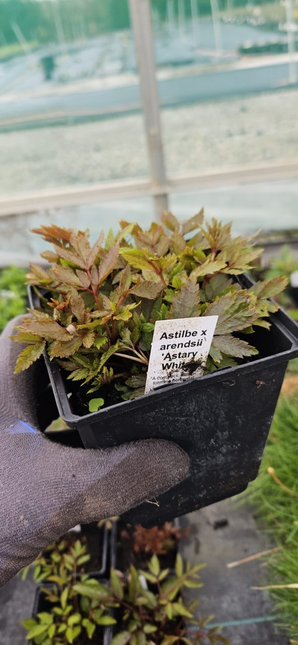 Astilbe x arendsii 'Astary White'2 Astilbe x arendsii 'Astary White'