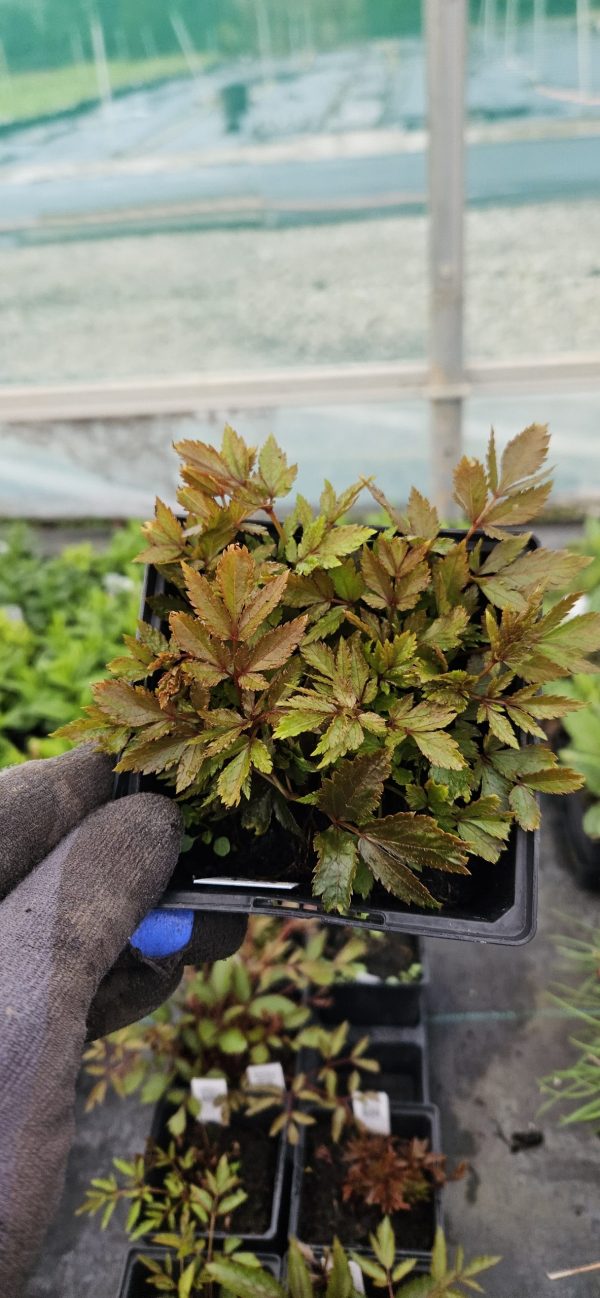 Astilbe x arendsii 'Astary White'3 Astilbe x arendsii 'Astary White'