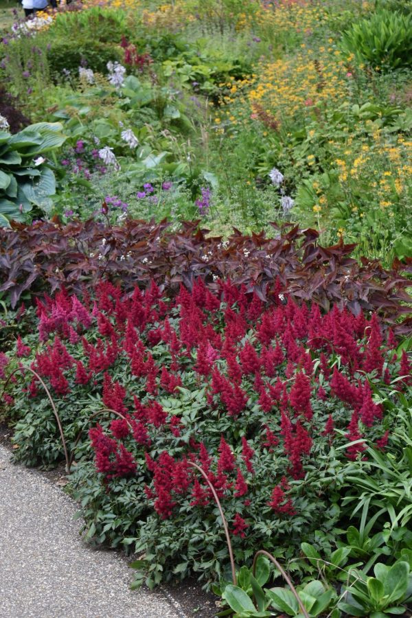 Astilbe x arendsii 'Fanal' Astilbe x arendsii 'Fanal'