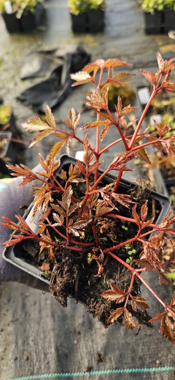 Astilbe x arendsii ‘Astary Rose Red'