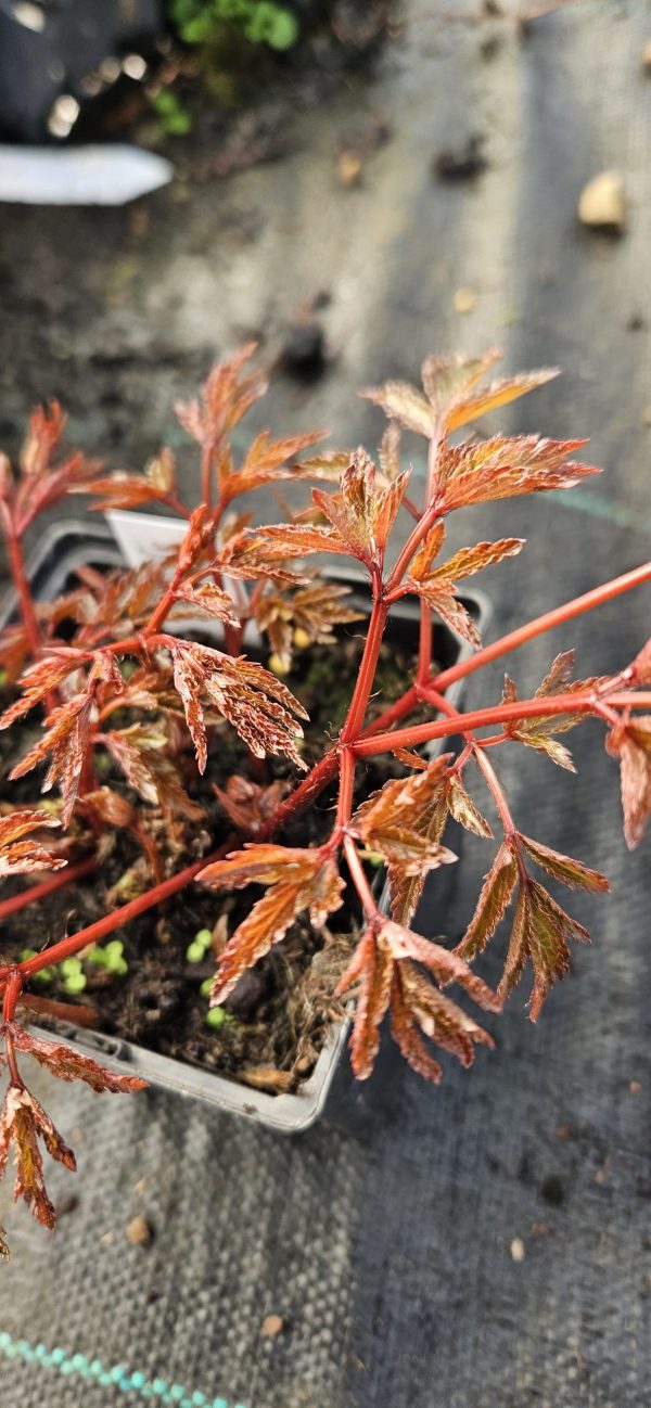 Astilbe x arendsii ‘Astary Rose Red'