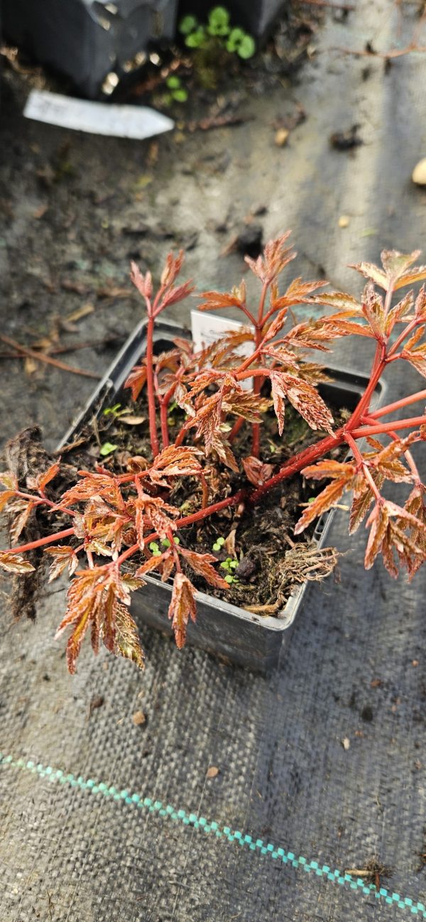 Astilbe x arendsii ‘Astary Rose Red'