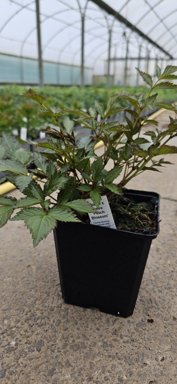 Astilbe x rosea 'Peach Blossom' Astilbe x rosea 'Peach Blossom'