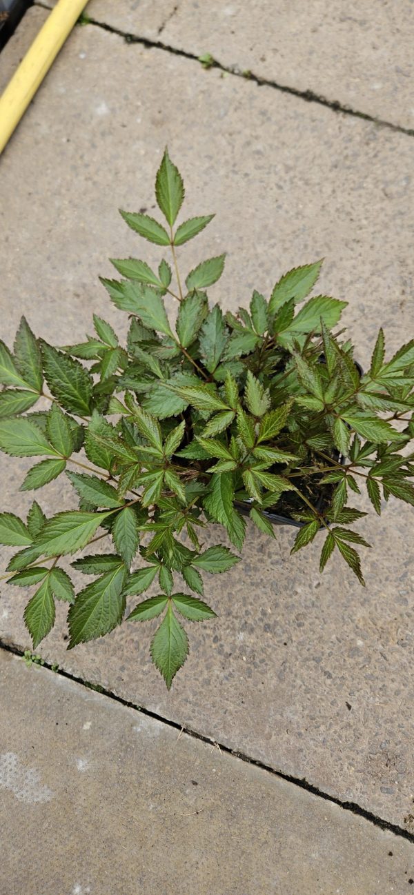 Astilbe x rosea 'Peach Blossom'2 Astilbe x rosea 'Peach Blossom'