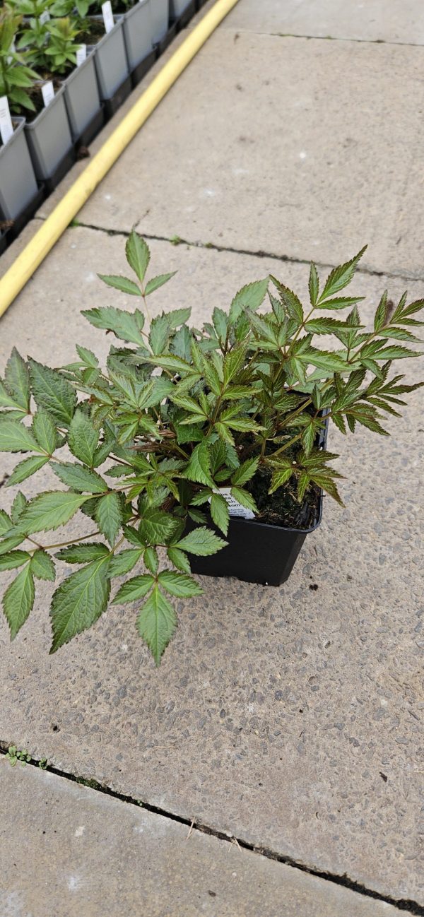 Astilbe x rosea 'Peach Blossom'3 Astilbe x rosea 'Peach Blossom'