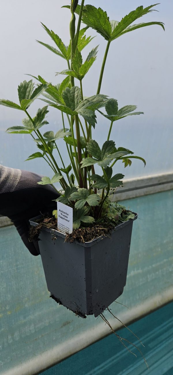 Astrantia 'Purple Happiness' Astrantia 'Purple Happiness'