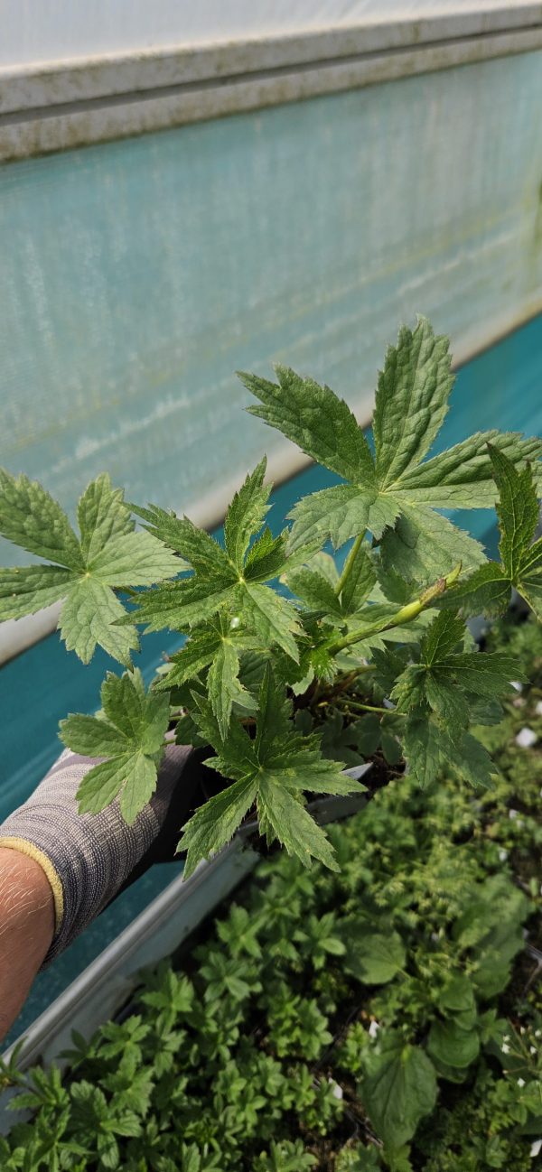 Astrantia 'Purple Happiness'2 Astrantia 'Purple Happiness'