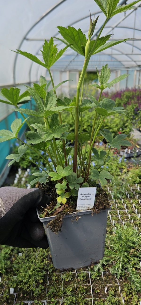 Astrantia 'Purple Happiness'3 Astrantia 'Purple Happiness'