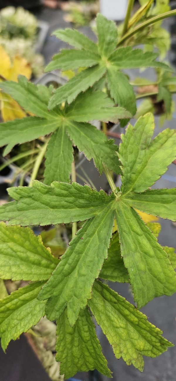 Astrantia 'Ruby Flame'