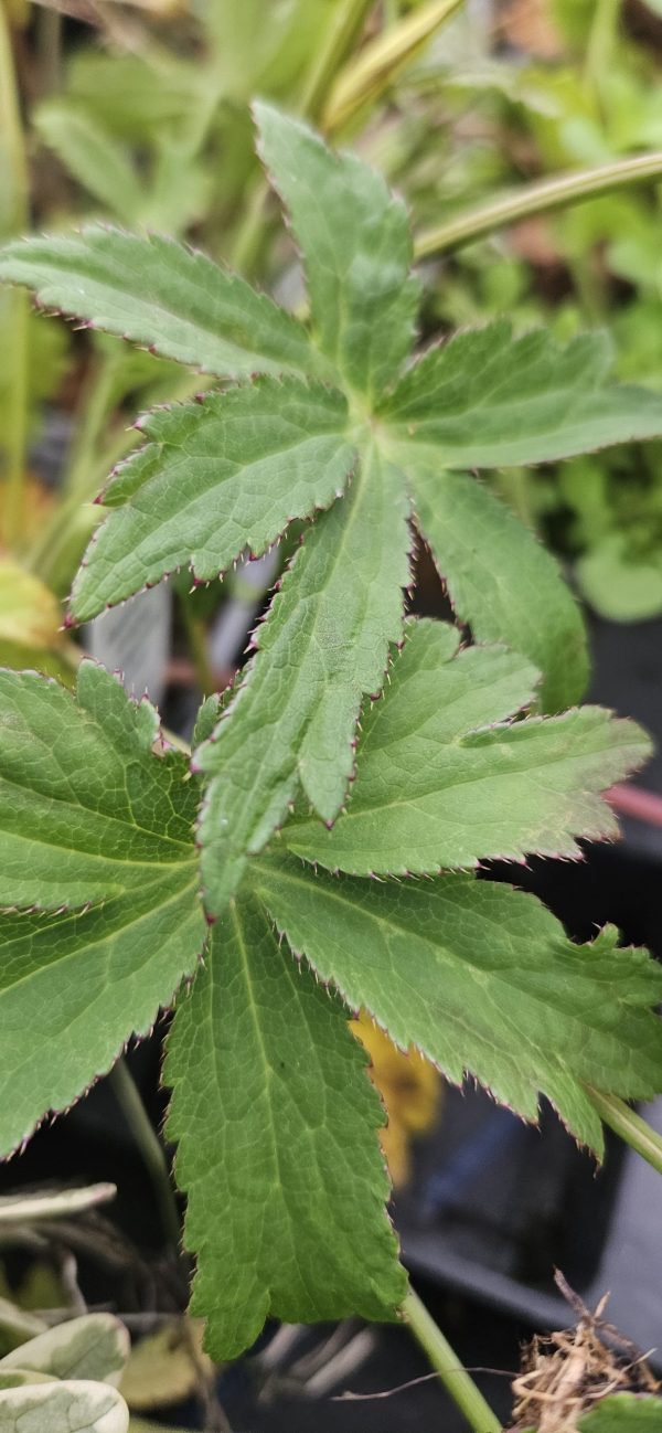 Astrantia 'Ruby Flame'