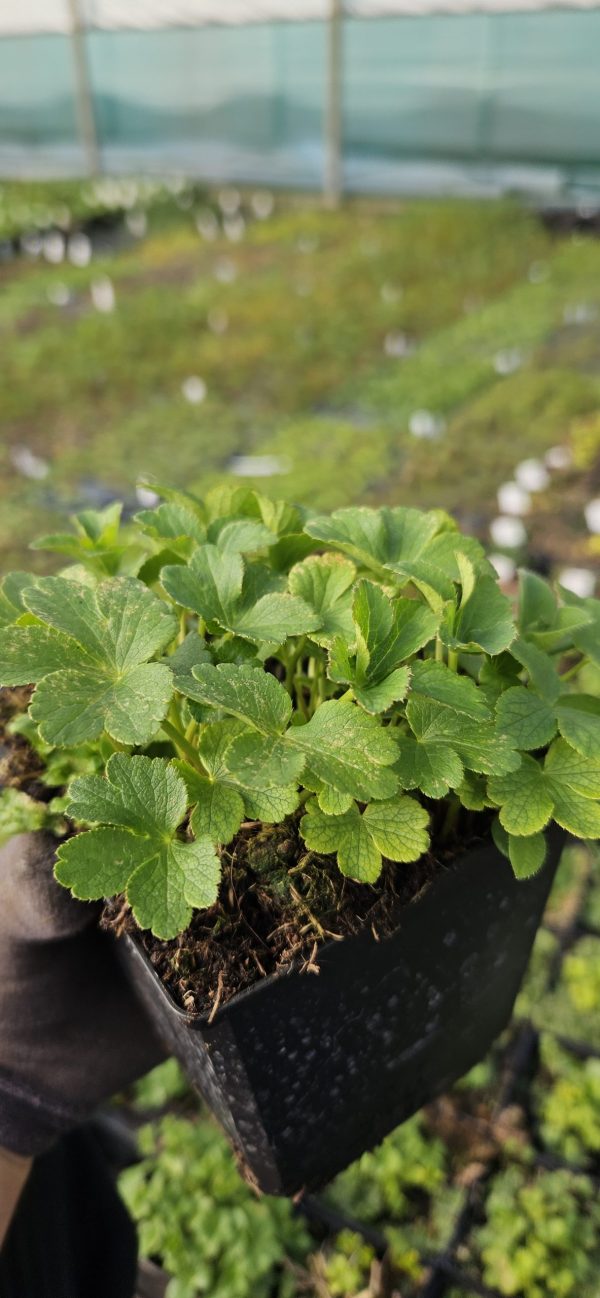 Astrantia major 'Florence'