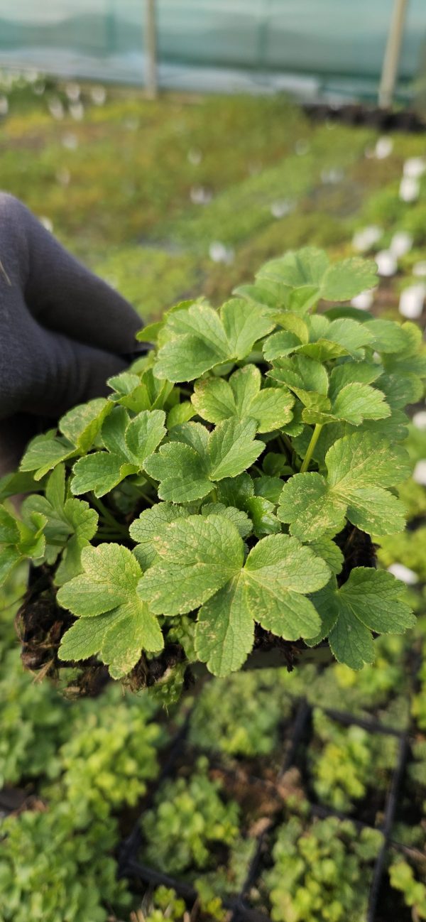 Astrantia major 'Florence'