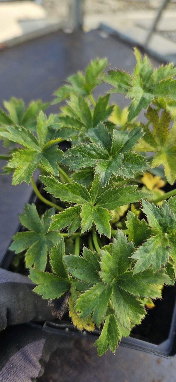 Astrantia major 'Moulin Rouge'3 Astrantia major 'Moulin Rouge'