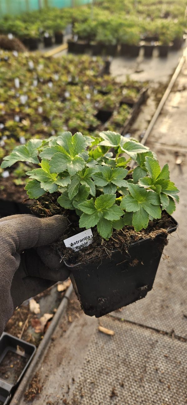 Astrantia major 'Pink Pride'