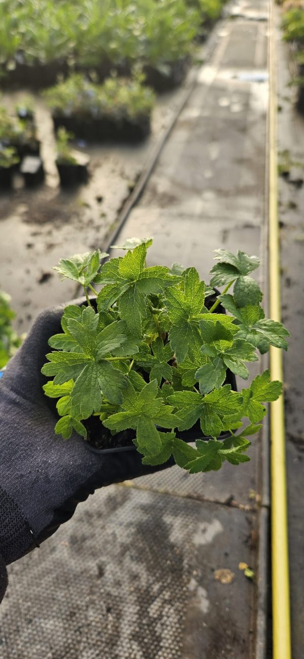 Astrantia major 'Snow Star'