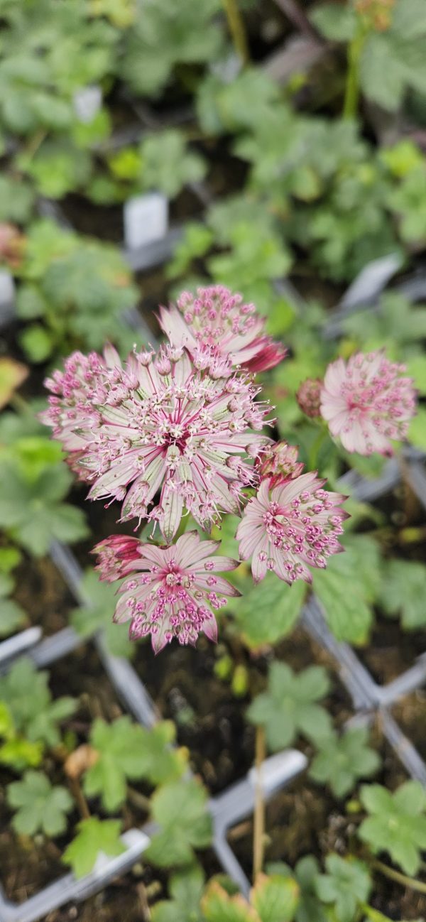 Astrantia major 'Sparkling Stars Pink' Astrantia major 'Sparkling Stars Pink'