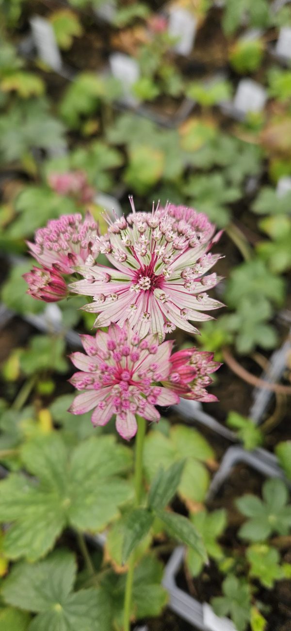 Astrantia major 'Sparkling Stars Pink' 2 Astrantia major 'Sparkling Stars Pink'