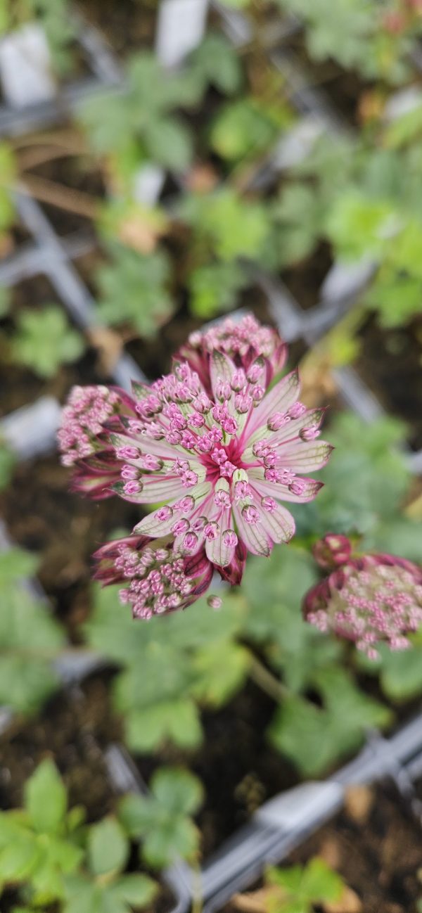 Astrantia major 'Sparkling Stars Pink' 3 Astrantia major 'Sparkling Stars Pink'