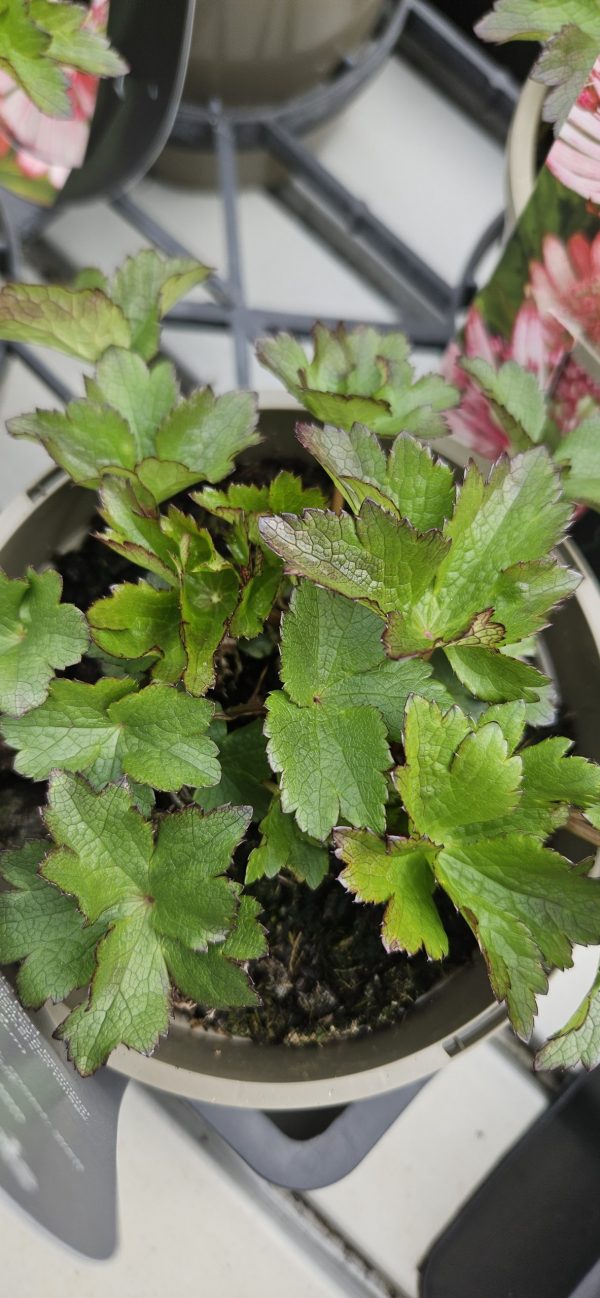 Astrantia major 'Sparkling Stars Red' Astrantia major 'Sparkling Stars Red'