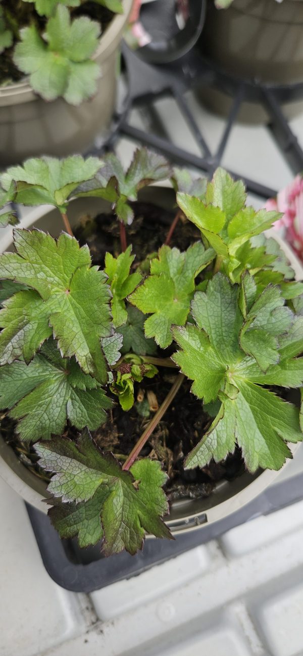 Astrantia major 'Sparkling Stars Red'3 Astrantia major 'Sparkling Stars Red'