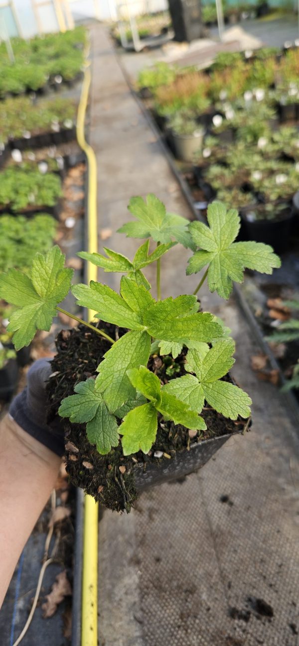 Astrantia major 'Sparkling Stars White' Astrantia major 'Sparkling Stars White'