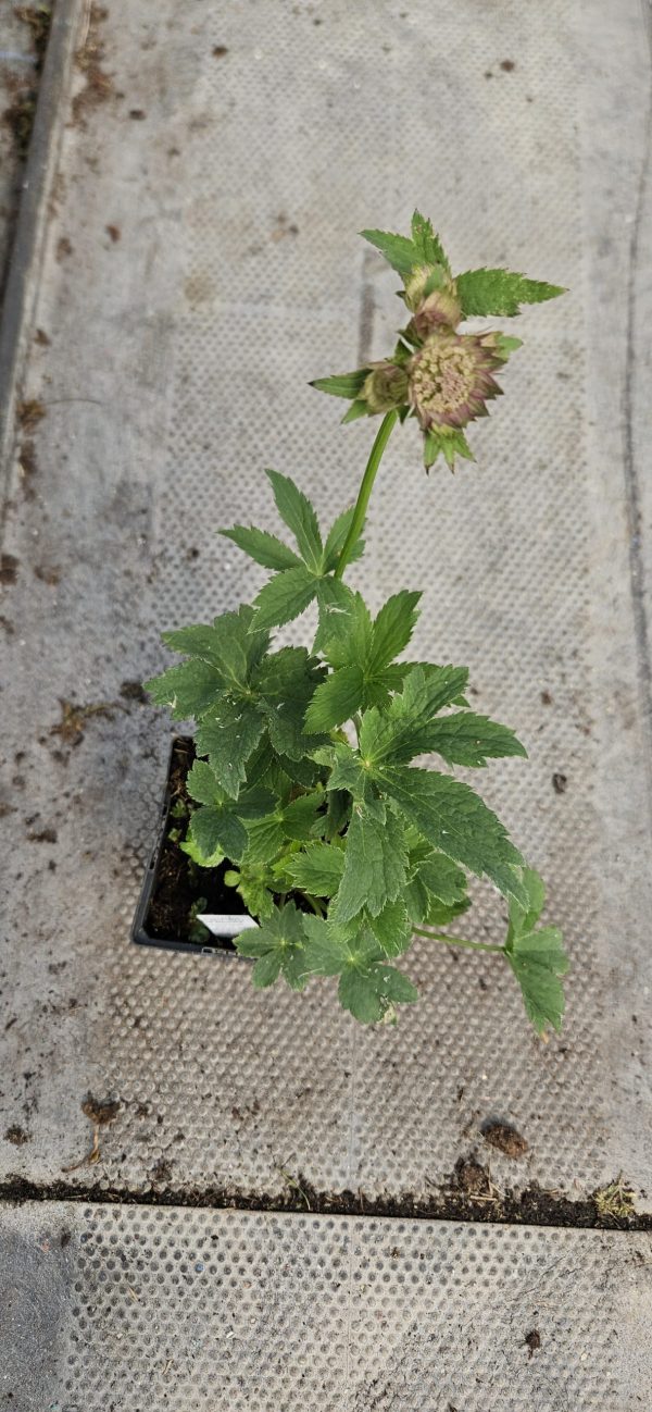 Astrantia major 'Star of Beauty'