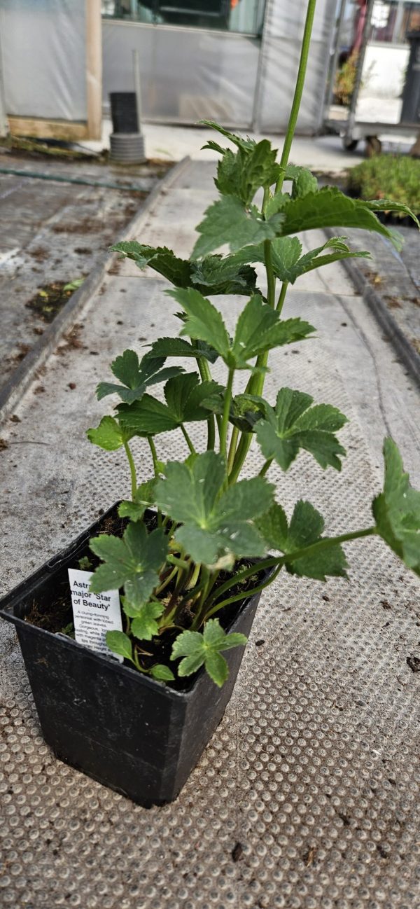 Astrantia major 'Star of Beauty'