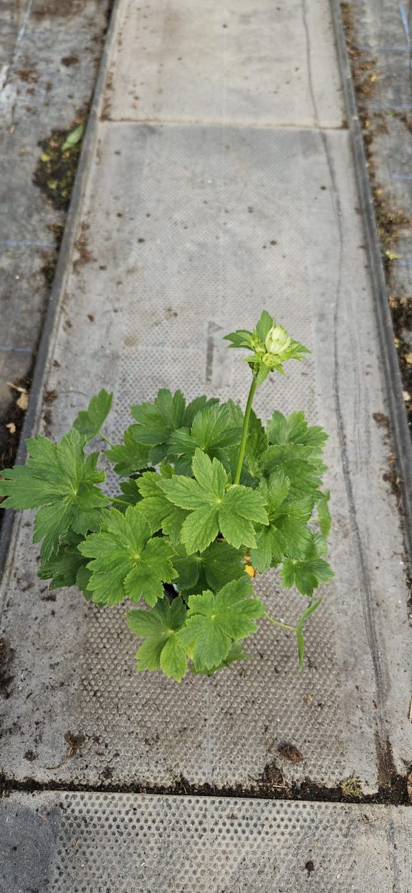 Astrantia major 'Star of Billion' Astrantia major 'Star of Billion'