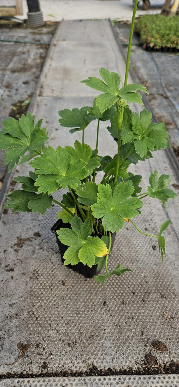 Astrantia major 'Star of Billion'2 Astrantia major 'Star of Billion'