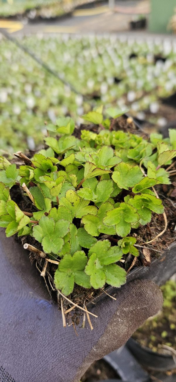 Astrantia major 'Star of Passion'