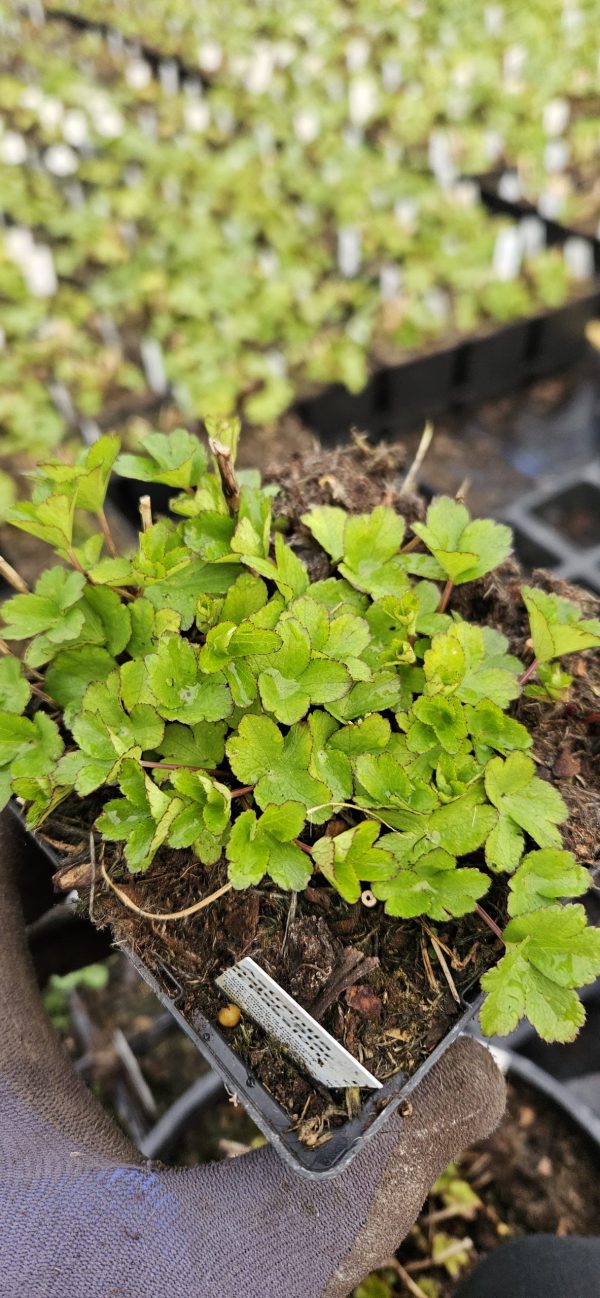 Astrantia major 'Star of Passion'