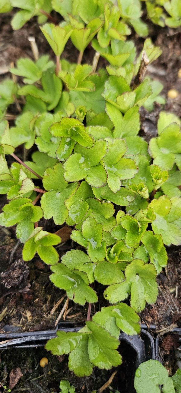 Astrantia major 'Star of Passion'