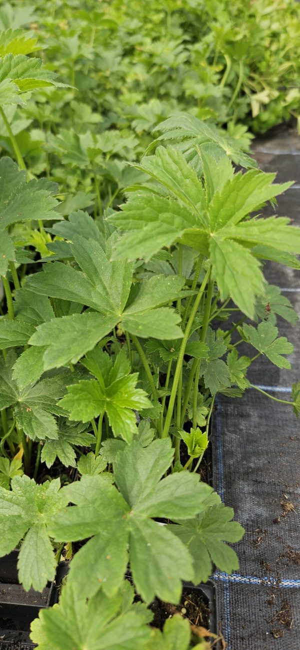 Astrantia major 'Star of Treasure'