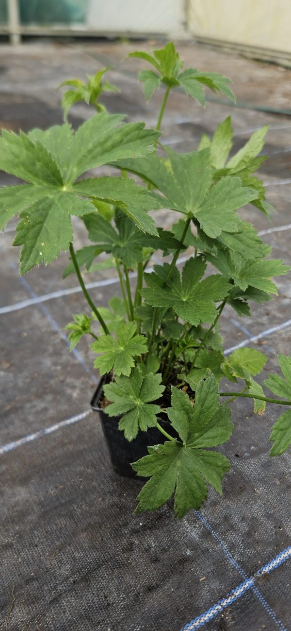 Astrantia major 'Star of Treasure'