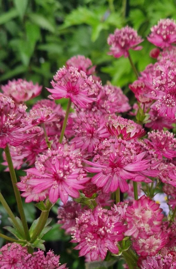 Astrantia major 'Venice'