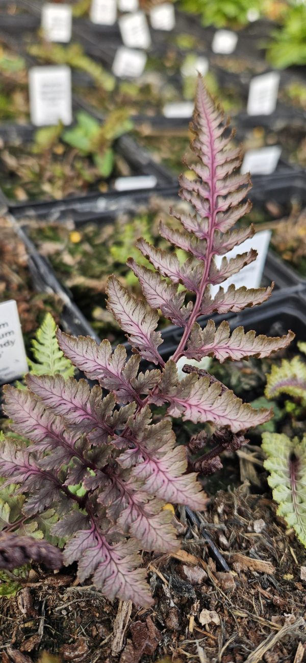 Athyrium niponicum 'Burgundy Lace'