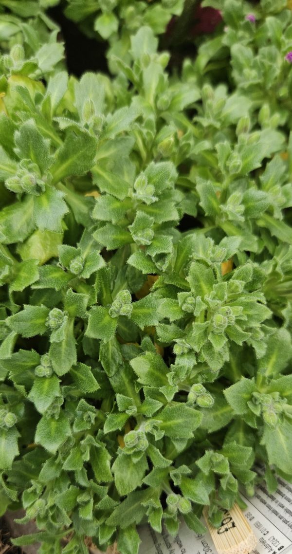 Aubrieta 'Just Spring Red'