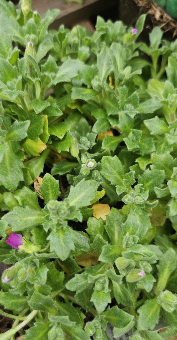 Aubrieta 'Just Spring Red'
