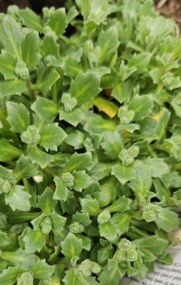 Aubrieta 'Just Spring Red'