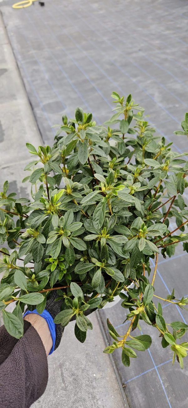 Azalea japonica 'Alba'